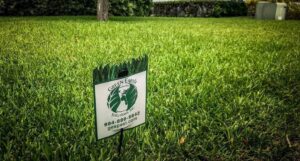 St Augustine Grass – Fall Maintenance – Video
